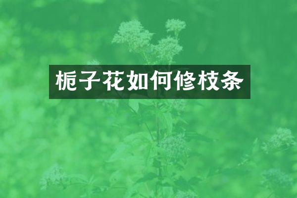栀子花如何修枝条