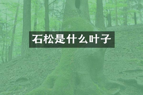 石松是什么叶子
