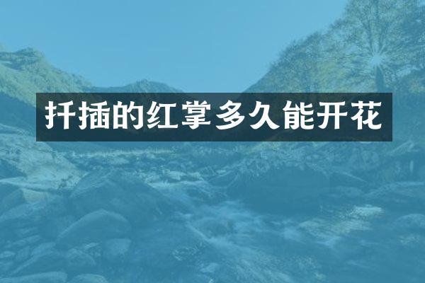 扦插的红掌多久能开花