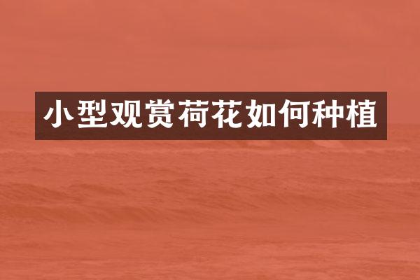 小型观赏荷花如何种植