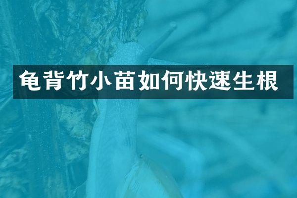 龟背竹小苗如何快速生根