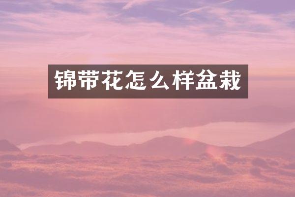 锦带花怎么样盆栽