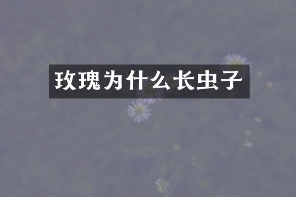 玫瑰为什么长虫子