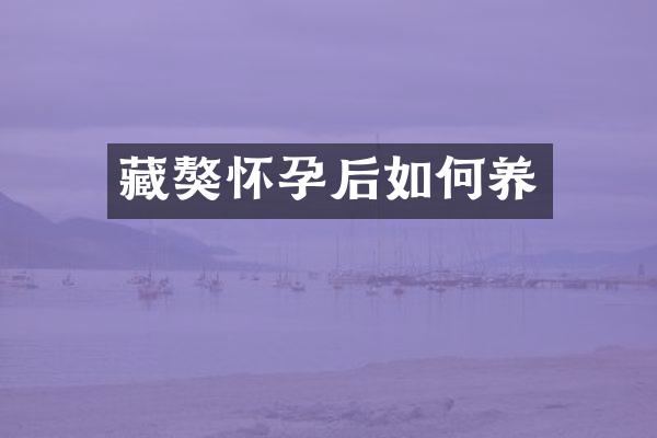 藏獒怀孕后如何养