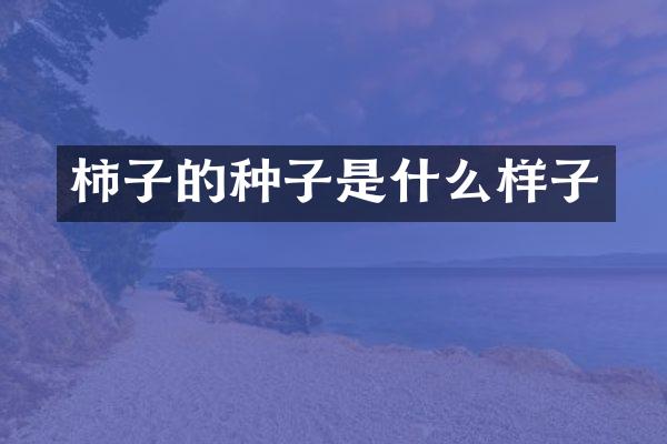 柿子的种子是什么样子