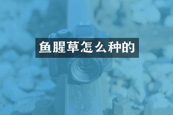 鱼腥草怎么种的