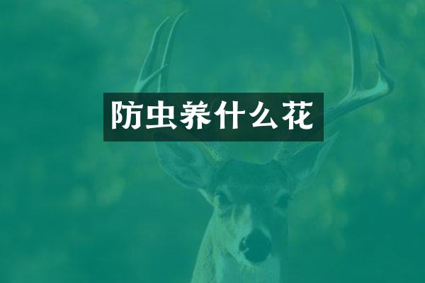防虫养什么花