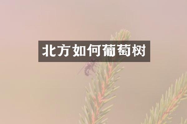 北方如何葡萄树
