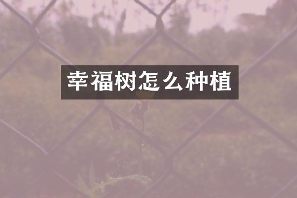 幸福树怎么种植