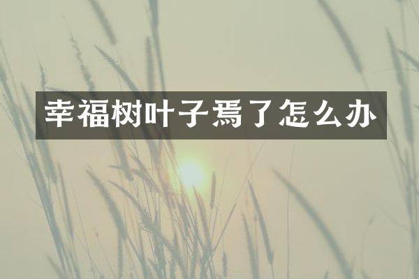 幸福树叶子焉了怎么办