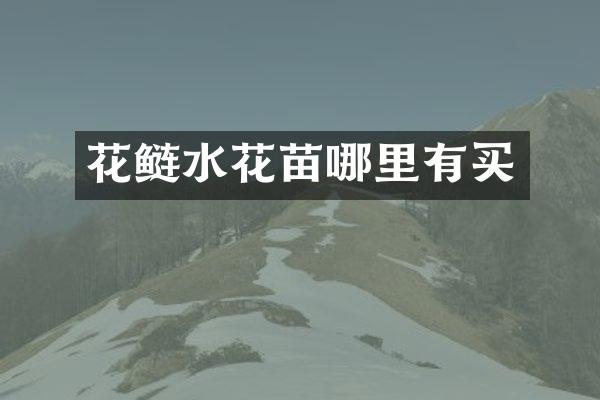 花鲢水花苗哪里有买