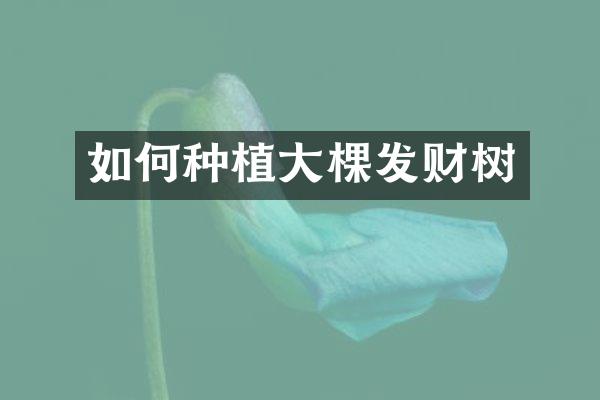 如何种植大棵发财树