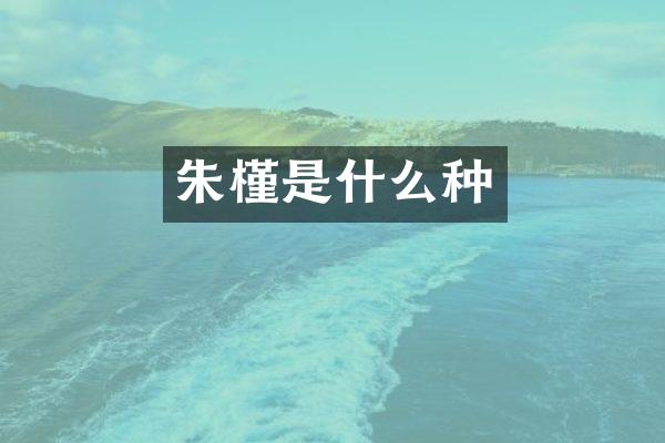 朱槿是什么种