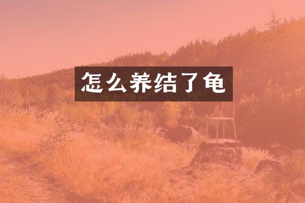 怎么养结了龟