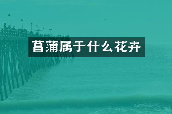 菖蒲属于什么花卉