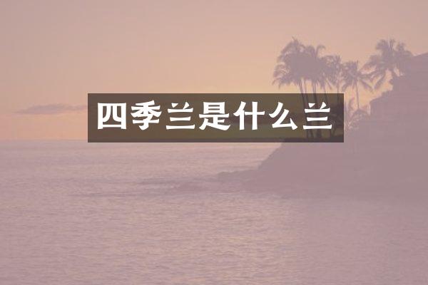 四季兰是什么兰