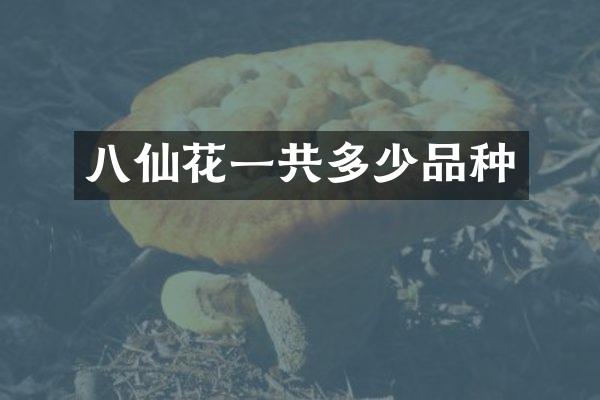 八仙花一共多少品种