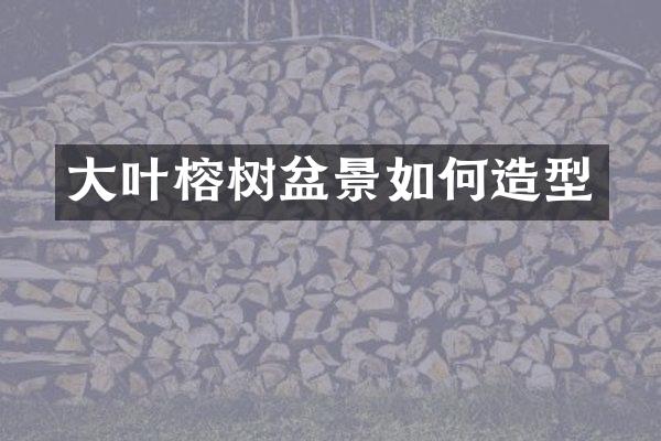 大叶榕树盆景如何造型