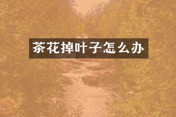 茶花掉叶子怎么办