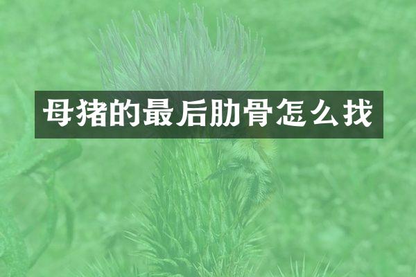 母猪的最后肋骨怎么找