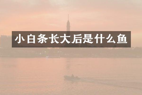 小白条长大后是什么鱼