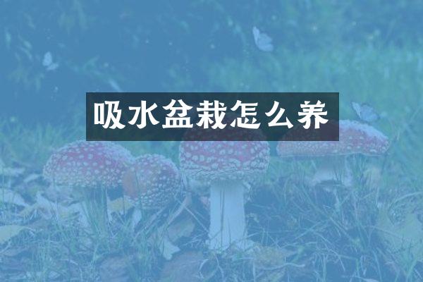 吸水盆栽怎么养
