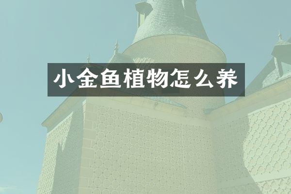 小金鱼植物怎么养