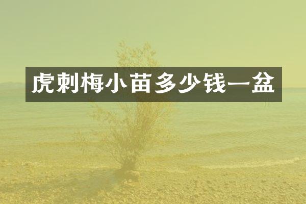 虎刺梅小苗多少钱一盆