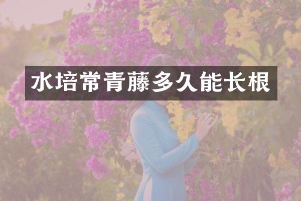 水培常青藤多久能长根