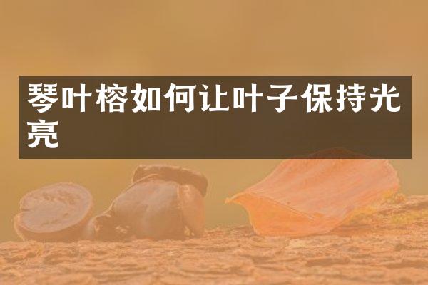 琴叶榕如何让叶子保持光亮