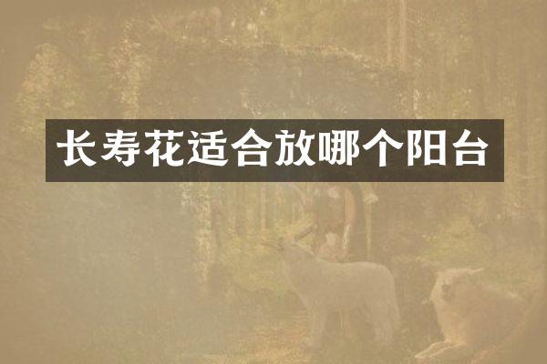 长寿花适合放哪个阳台
