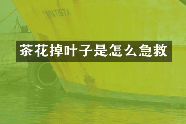 茶花掉叶子是怎么急救