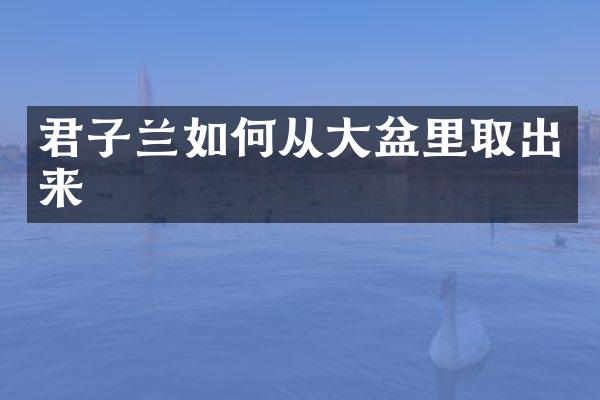 君子兰如何从大盆里取出来