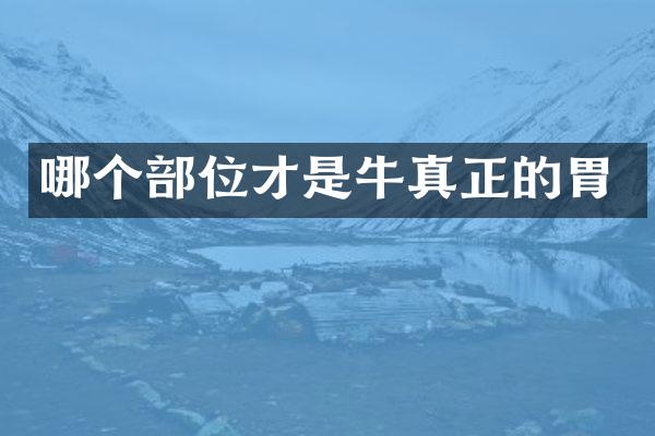 哪个部位才是牛真正的胃