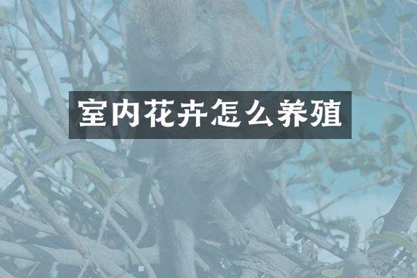 室内花卉怎么养殖