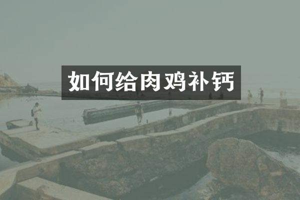 如何给肉鸡补钙
