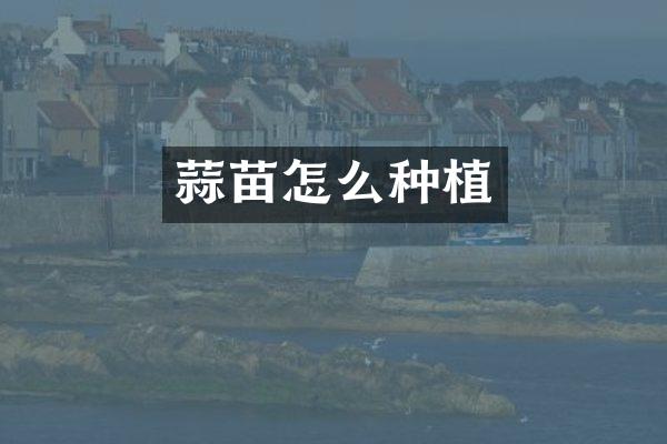 蒜苗怎么种植