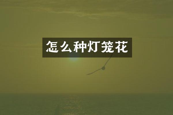 怎么种灯笼花