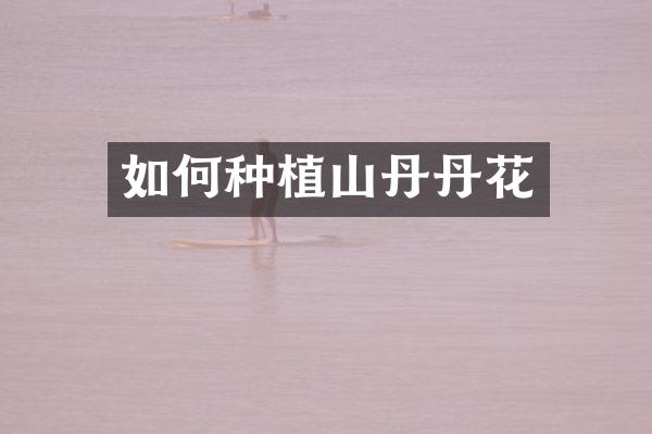 如何种植山丹丹花