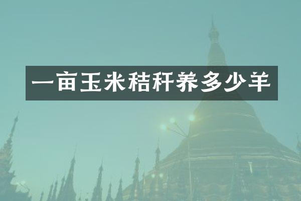 一亩玉米秸秆养多少羊