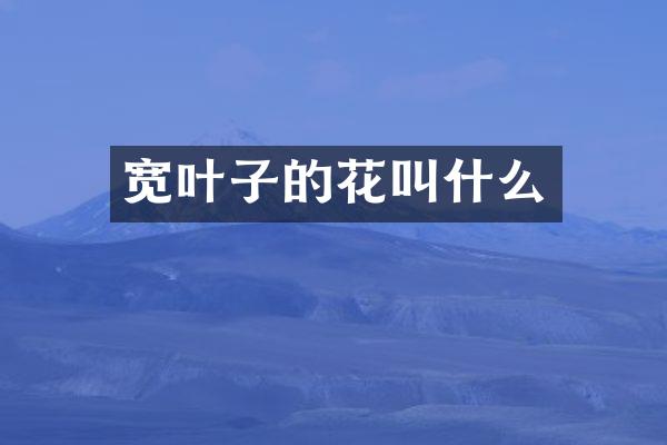 宽叶子的花叫什么