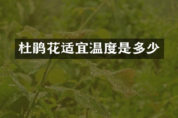 杜鹃花适宜温度是多少