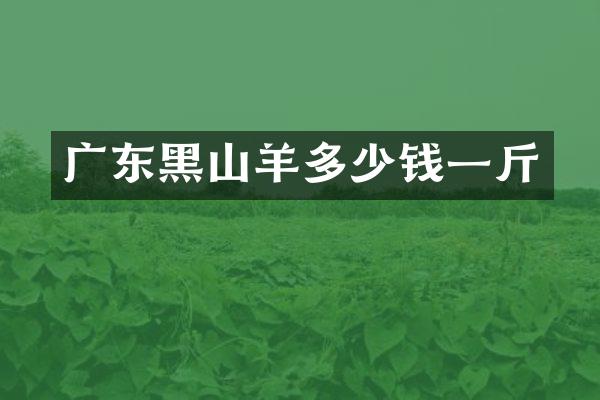 广东黑山羊多少钱一斤