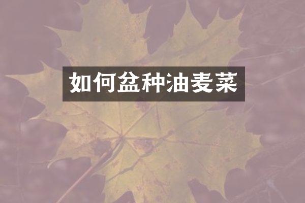 如何盆种油麦菜