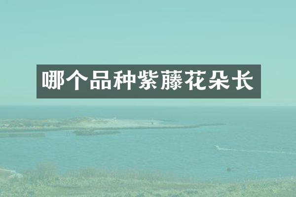 哪个品种紫藤花朵长