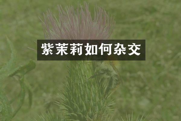 紫茉莉如何杂交