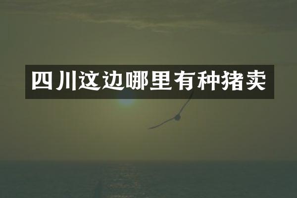 四川这边哪里有种猪卖