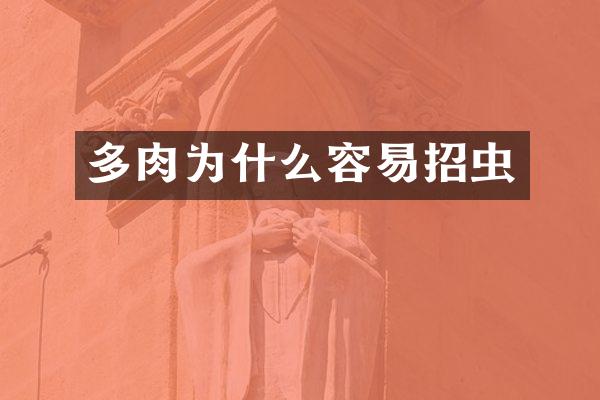 多肉为什么容易招虫