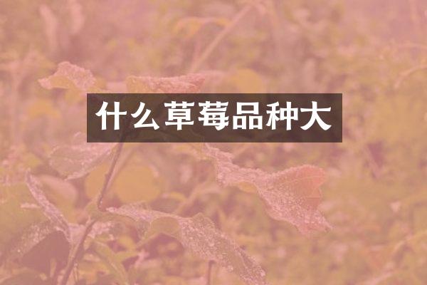 什么草莓品种大
