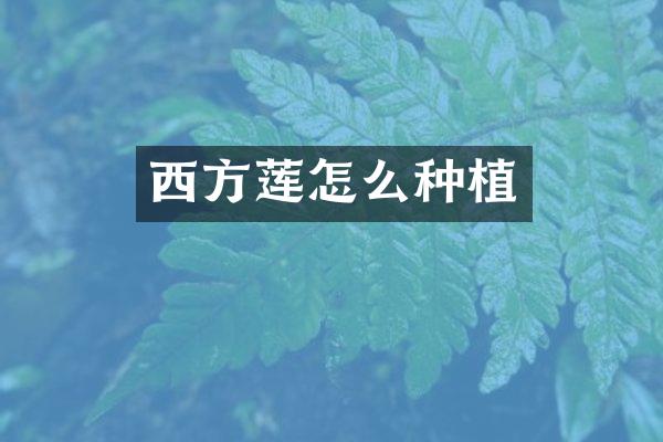 西方莲怎么种植
